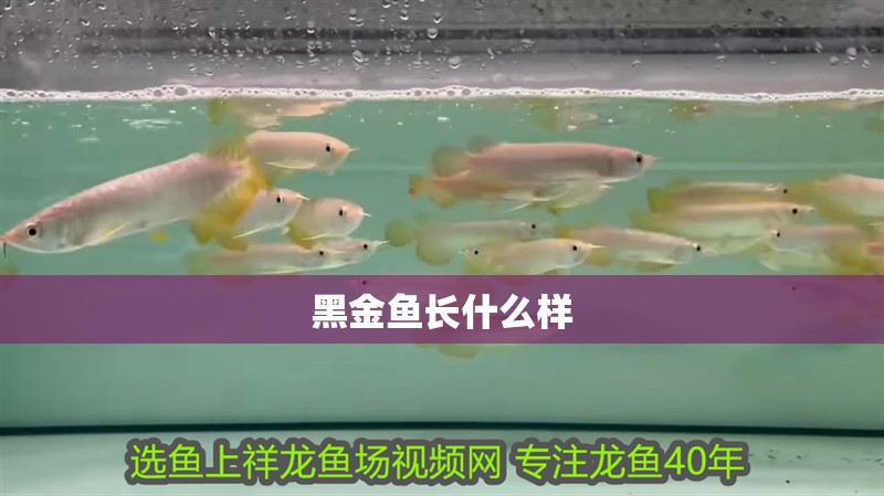 黑金魚長什么樣