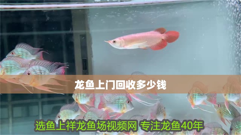 龍魚上門回收多少錢