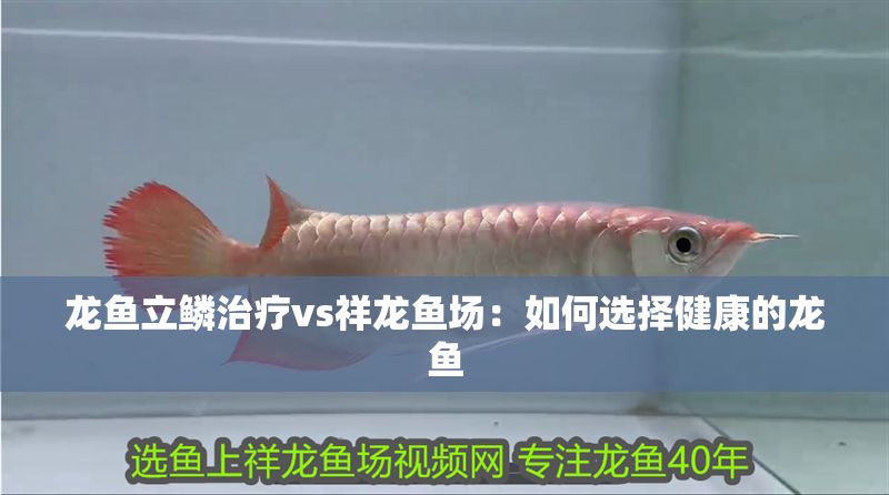 龍魚立鱗治療vs祥龍魚場:如何選擇健康的龍魚 vs祥龍魚場 第2張 龍魚立鱗治療vs祥龍魚場:如何選擇健康的龍魚 龍魚立鱗治療vs祥龍魚場:如何選擇健康的龍魚 vs祥龍魚場 第2張