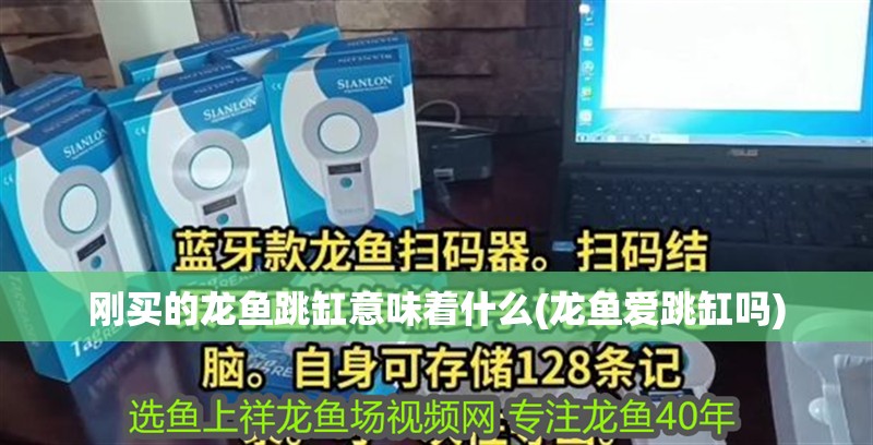 剛買的龍魚跳缸意味著什么(龍魚愛跳缸嗎)