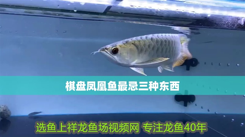 棋盤鳳凰魚最忌三種東西