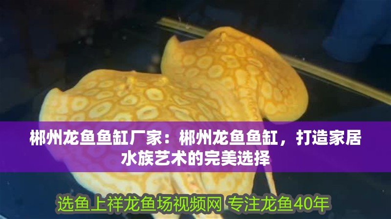 郴州龍魚魚缸廠家：郴州龍魚魚缸，打造家居水族藝術的完美選擇
