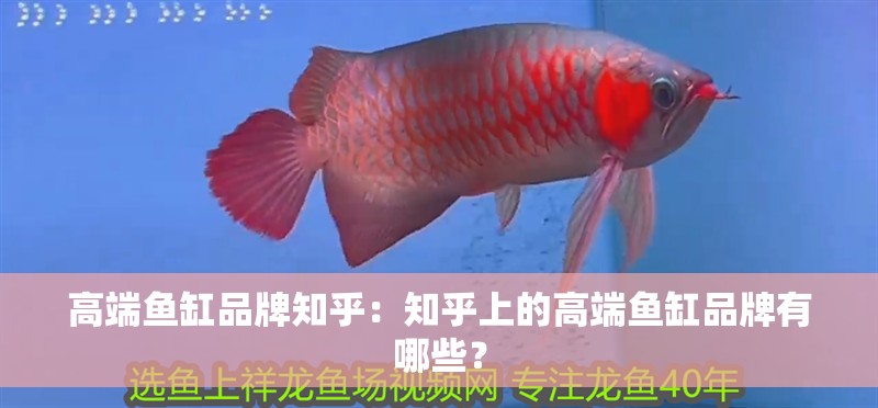 高端魚缸品牌知乎：知乎上的高端魚缸品牌有哪些？