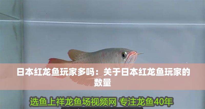 日本紅龍魚玩家多嗎：關于日本紅龍魚玩家的數(shù)量