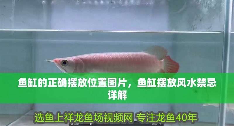 魚(yú)缸的正確擺放位置圖片，魚(yú)缸擺放風(fēng)水禁忌詳解