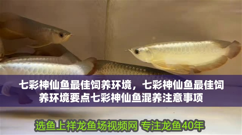 七彩神仙魚最佳飼養(yǎng)環(huán)境，七彩神仙魚最佳飼養(yǎng)環(huán)境要點七彩神仙魚混養(yǎng)注意事項 七彩神仙魚最佳飼養(yǎng)環(huán)境，七彩神仙魚最佳飼養(yǎng)環(huán)境要點七彩神仙魚混養(yǎng)注意事項 魚缸百科