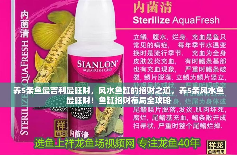 養5條魚最吉利最旺財，風水魚缸的招財之道，養5條風水魚最旺財！魚缸招財布局全攻略