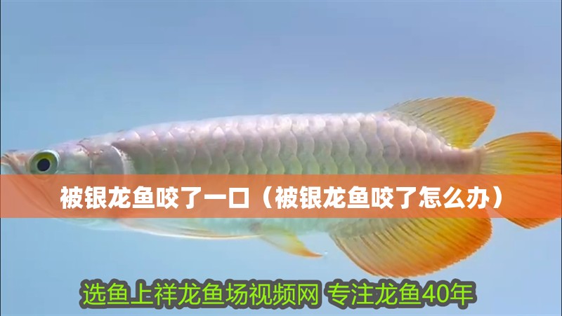 被銀龍魚咬了一口（被銀龍魚咬了怎么辦）