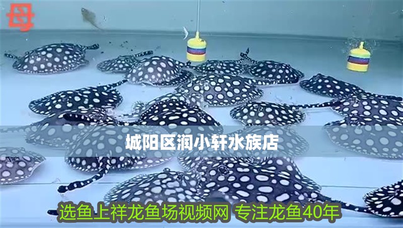 城陽區潤小軒水族店