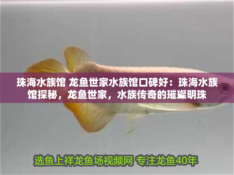 珠海水族館 龍魚(yú)世家水族館口碑好：珠海水族館探秘，龍魚(yú)世家，水族傳奇的璀璨明珠