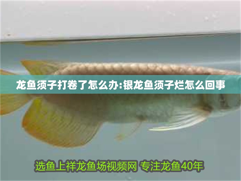 龍魚須子打卷了怎么辦:銀龍魚須子爛怎么回事 龍魚須子打卷了怎么辦:銀龍魚須子爛怎么回事 銀龍魚百科