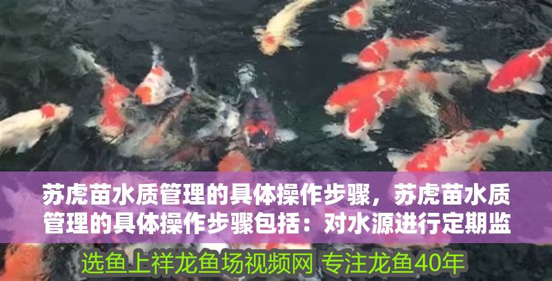 蘇虎苗水質(zhì)管理的具體操作步驟，蘇虎苗水質(zhì)管理的具體操作步驟包括：對(duì)水源進(jìn)行定期監(jiān)測(cè) 蘇虎苗水質(zhì)管理的具體操作步驟，蘇虎苗水質(zhì)管理的具體操作步驟包括：對(duì)水源進(jìn)行定期監(jiān)測(cè) 虎魚(yú)百科 第7張