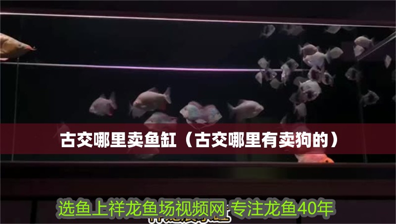 古交哪里賣魚缸（古交哪里有賣狗的）