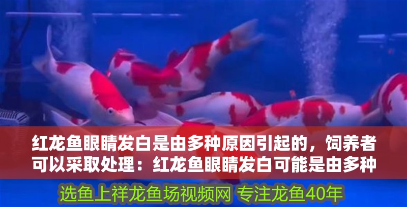 紅龍魚眼睛發白是由多種原因引起的，飼養者可以采取處理：紅龍魚眼睛發白可能是由多種原因引起的，飼養者可以采取處理