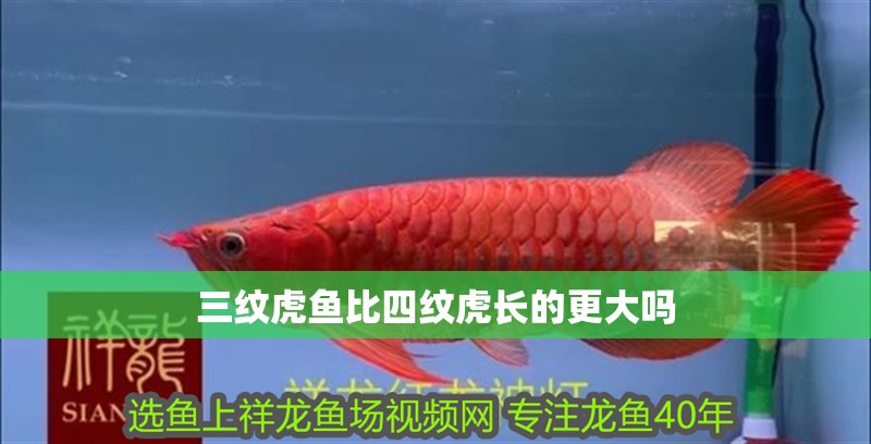 三紋虎魚比四紋虎長的更大嗎