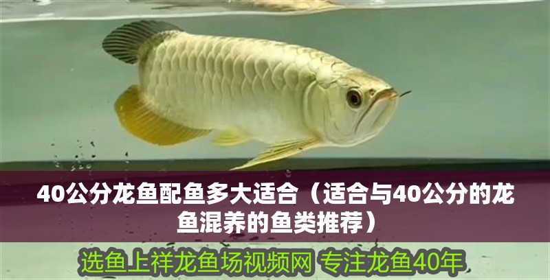 40公分龍魚配魚多大適合（適合與40公分的龍魚混養(yǎng)的魚類推薦）