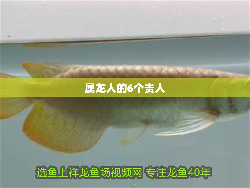 屬龍人的6個貴人