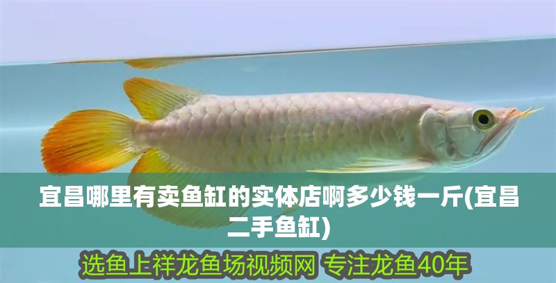 宜昌哪里有賣魚缸的實(shí)體店啊多少錢一斤(宜昌二手魚缸)