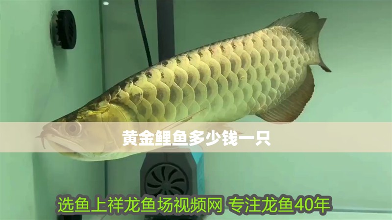 黃金鯉魚多少錢一只