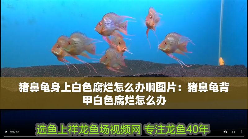 豬鼻龜身上白色腐爛怎么辦啊圖片：豬鼻龜背甲白色腐爛怎么辦 豬鼻龜身上白色腐爛怎么辦啊圖片：豬鼻龜背甲白色腐爛怎么辦 豬鼻龜百科 第1張