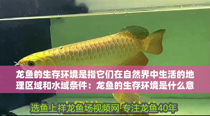 龍魚的生存環境是指它們在自然界中生活的地理區域和水域條件：龍魚的生存環境是什么意思龍魚的生存環境是什么意思