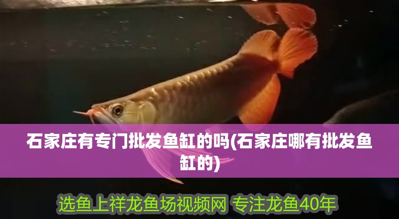 石家莊有專門批發魚缸的嗎(石家莊哪有批發魚缸的)