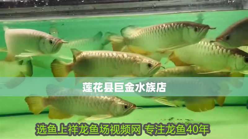蓮花縣巨金水族店