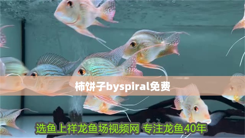 柿餅子byspiral免費