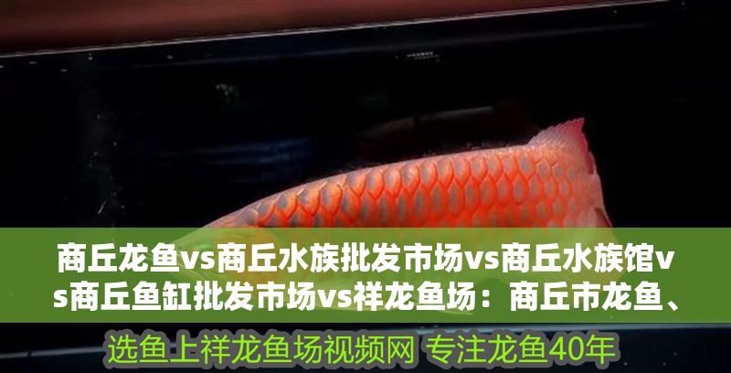 商丘龍魚vs商丘水族批發(fā)市場vs商丘水族館vs商丘魚缸批發(fā)市場vs祥龍魚場：商丘市龍魚、水族批發(fā)市場、水族館、魚缸批發(fā)市場對比