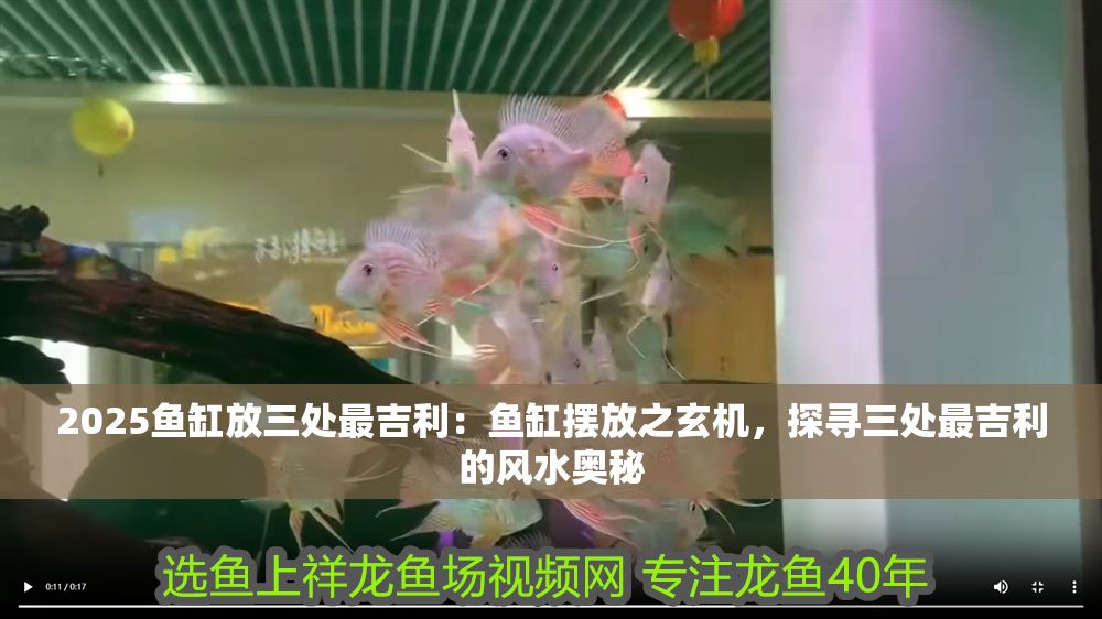 2025魚缸放三處最吉利：魚缸擺放之玄機，探尋三處最吉利的風水奧秘