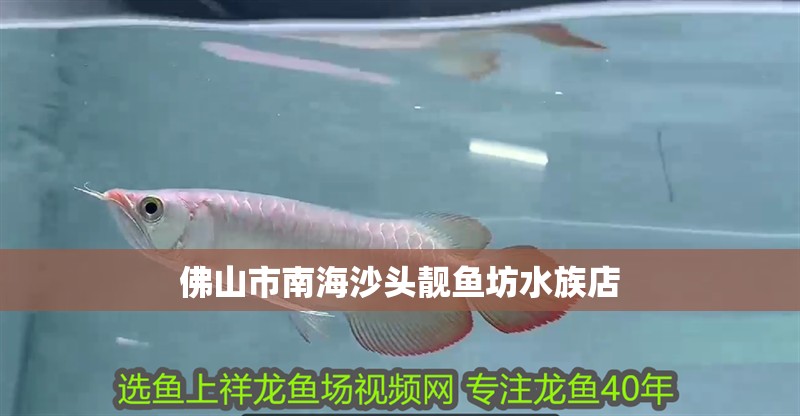 佛山市南海沙頭靚魚坊水族店