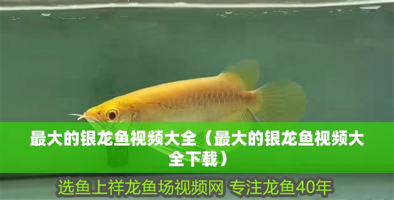 最大的銀龍魚視頻大全（最大的銀龍魚視頻大全下載）