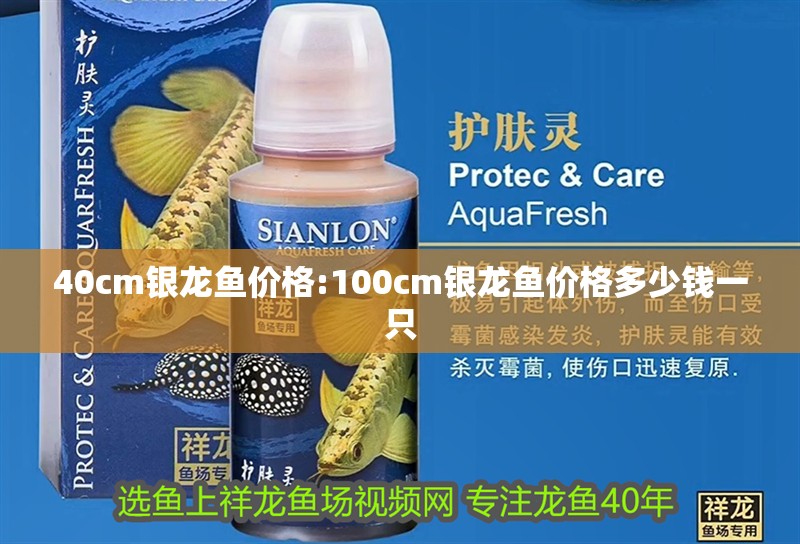 40cm銀龍魚價格:100cm銀龍魚價格多少錢一只 40cm銀龍魚價格:100cm銀龍魚價格多少錢一只 銀龍魚百科