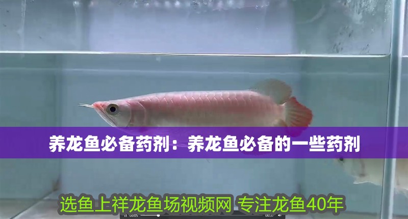 養(yǎng)龍魚必備藥劑：養(yǎng)龍魚必備的一些藥劑