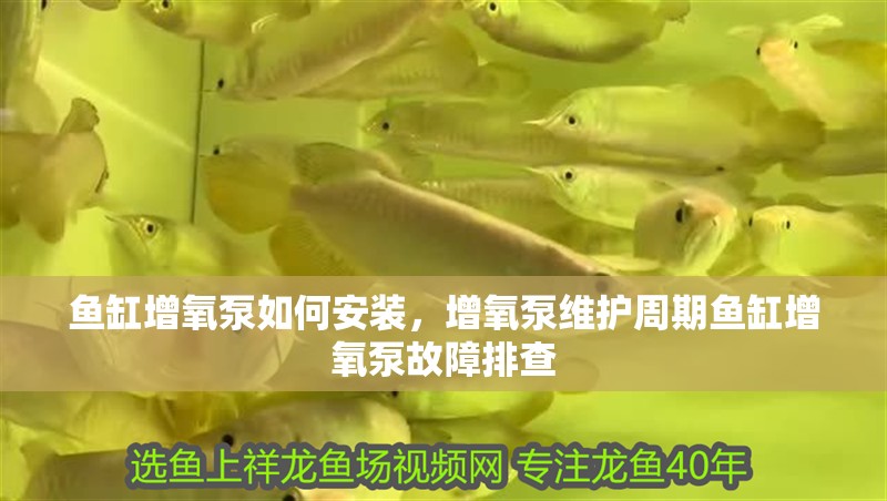 魚缸增氧泵如何安裝，增氧泵維護周期魚缸增氧泵故障排查
