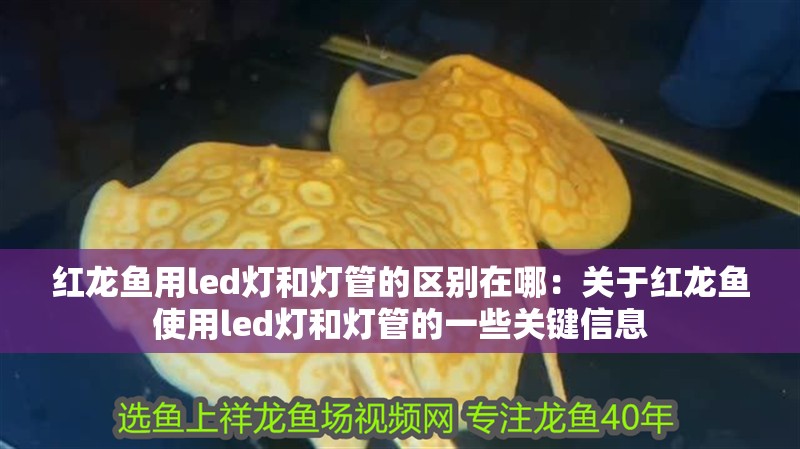 紅龍魚用led燈和燈管的區別在哪：關于紅龍魚使用led燈和燈管的一些關鍵信息