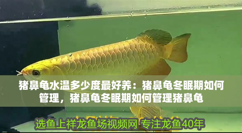 豬鼻龜水溫多少度最好養(yǎng)：豬鼻龜冬眠期如何管理，豬鼻龜冬眠期如何管理豬鼻龜