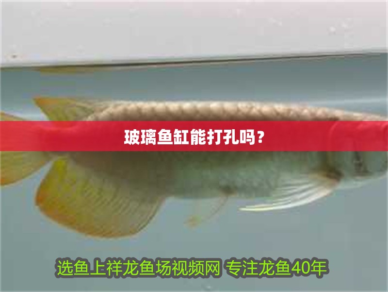玻璃魚缸能打孔嗎？