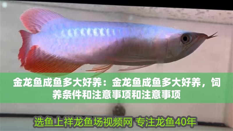 金龍魚成魚多大好養：金龍魚成魚多大好養，飼養條件和注意事項和注意事項