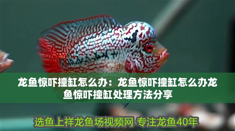 龍魚驚嚇撞缸怎么辦：龍魚驚嚇撞缸怎么辦龍魚驚嚇撞缸處理方法分享