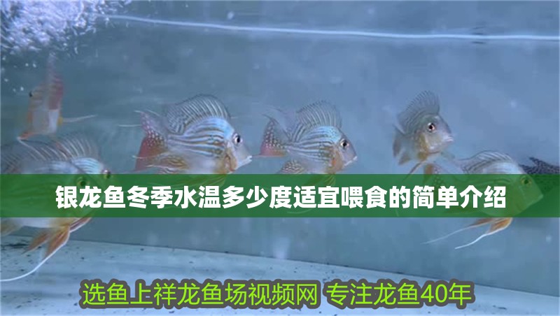 銀龍魚冬季水溫多少度適宜喂食的簡單介紹