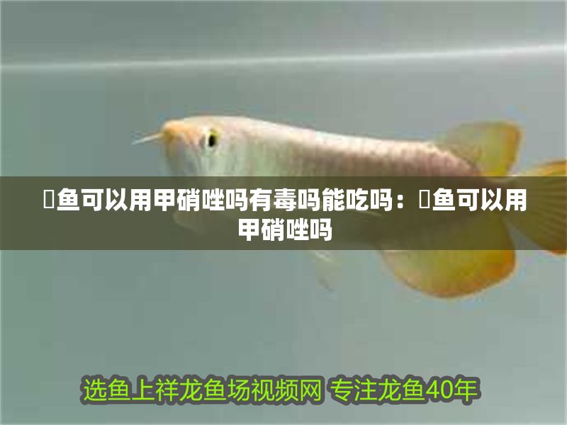 魟魚可以用甲硝唑嗎有毒嗎能吃嗎:魟魚可以用甲硝唑嗎 魟魚百科 第2張 魟魚可以用甲硝唑嗎有毒嗎能吃嗎:魟魚可以用甲硝唑嗎 魟魚可以用甲硝唑嗎有毒嗎能吃嗎:魟魚可以用甲硝唑嗎 魟魚百科 第2張