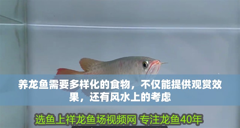 養(yǎng)龍魚需要多樣化的食物，不僅能提供觀賞效果，還有風水上的考慮
