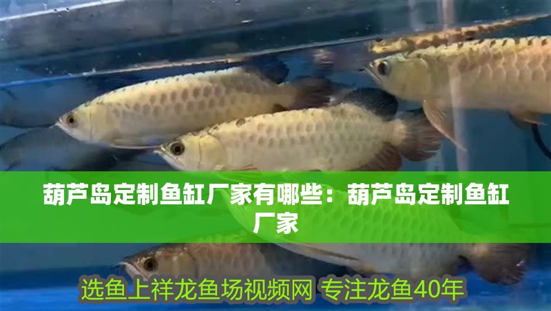 葫蘆島定制魚缸廠家有哪些：葫蘆島定制魚缸廠家