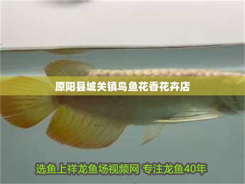 原陽縣城關鎮鳥魚花香花卉店