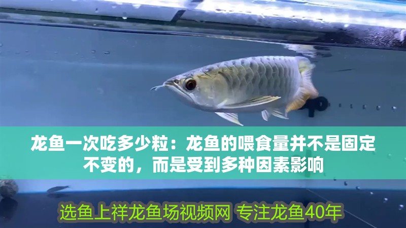 龍魚一次吃多少粒：龍魚的喂食量并不是固定不變的，而是受到多種因素影響