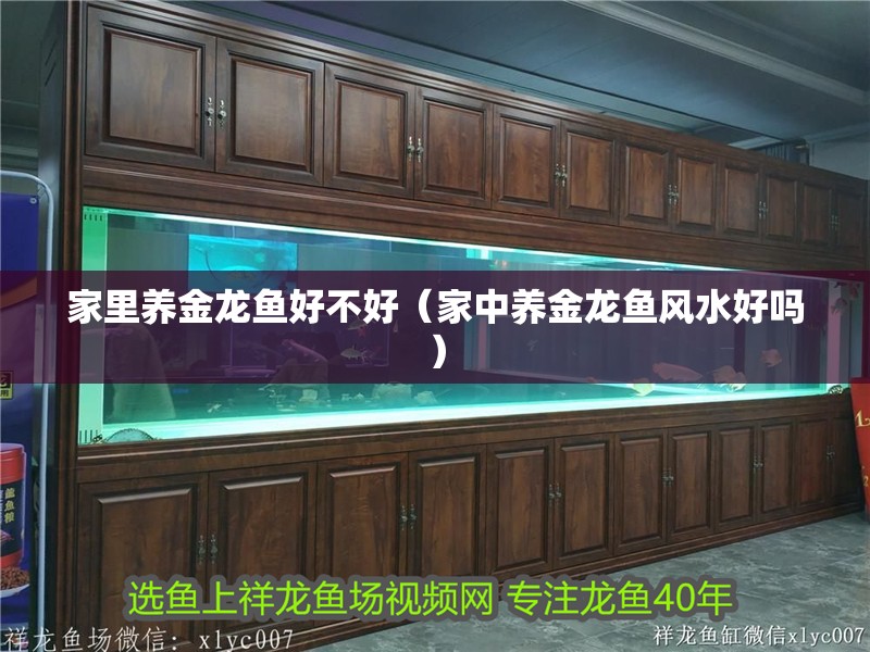 家里養金龍魚好不好（家中養金龍魚風水好嗎）