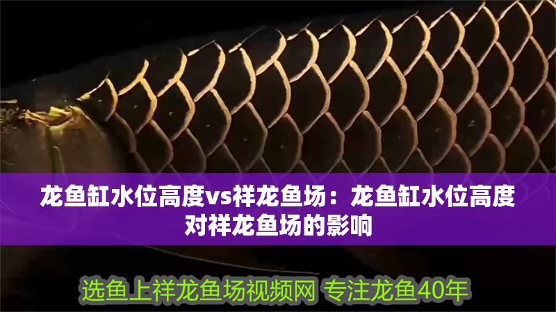龍魚缸水位高度vs祥龍魚場：龍魚缸水位高度對祥龍魚場的影響