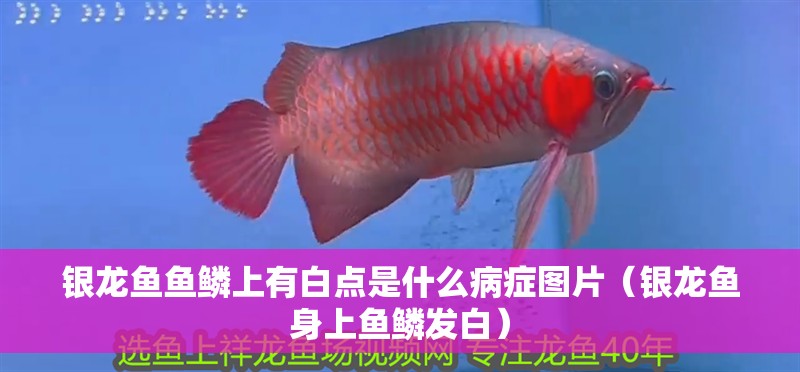 銀龍魚(yú)魚(yú)鱗上有白點(diǎn)是什么病癥圖片（銀龍魚(yú)身上魚(yú)鱗發(fā)白）