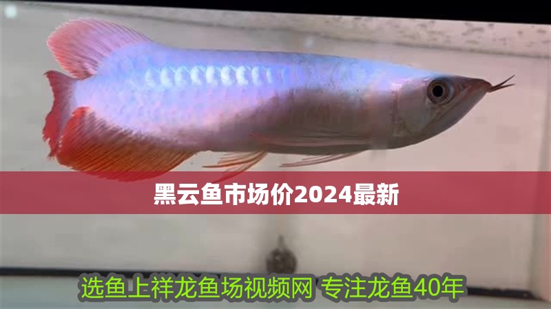 黑云魚市場價2024最新